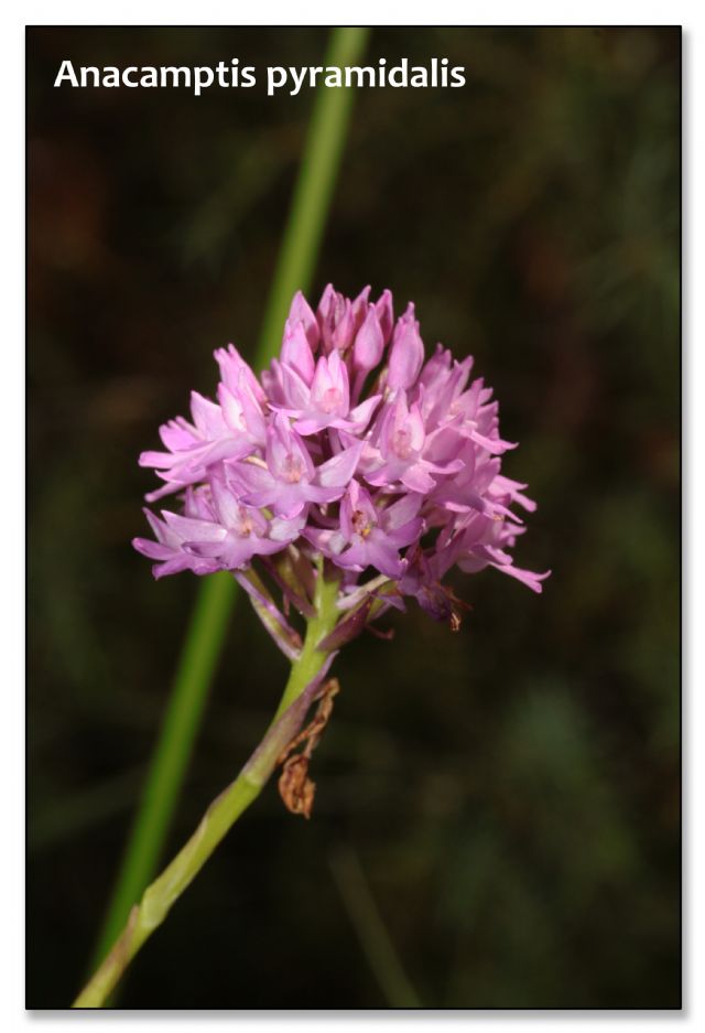 Orchidee di luglio al confine tra Toscana ed Emilia